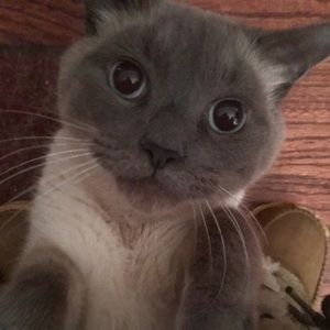 Meet your Posher, Misha